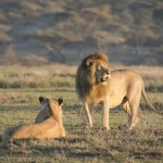 Affordable Uganda Safari Packages from the UK