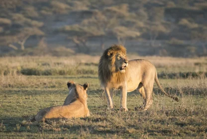 Uganda Big Five Safaris-Lions, Rhinos, Elephants, Leopards
