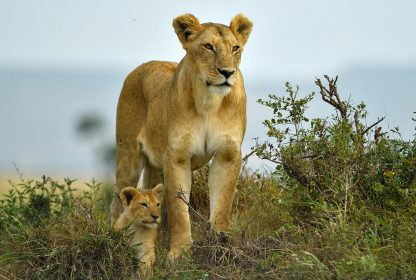 Wildlife Tours Uganda | Explore the Pearl of Africa