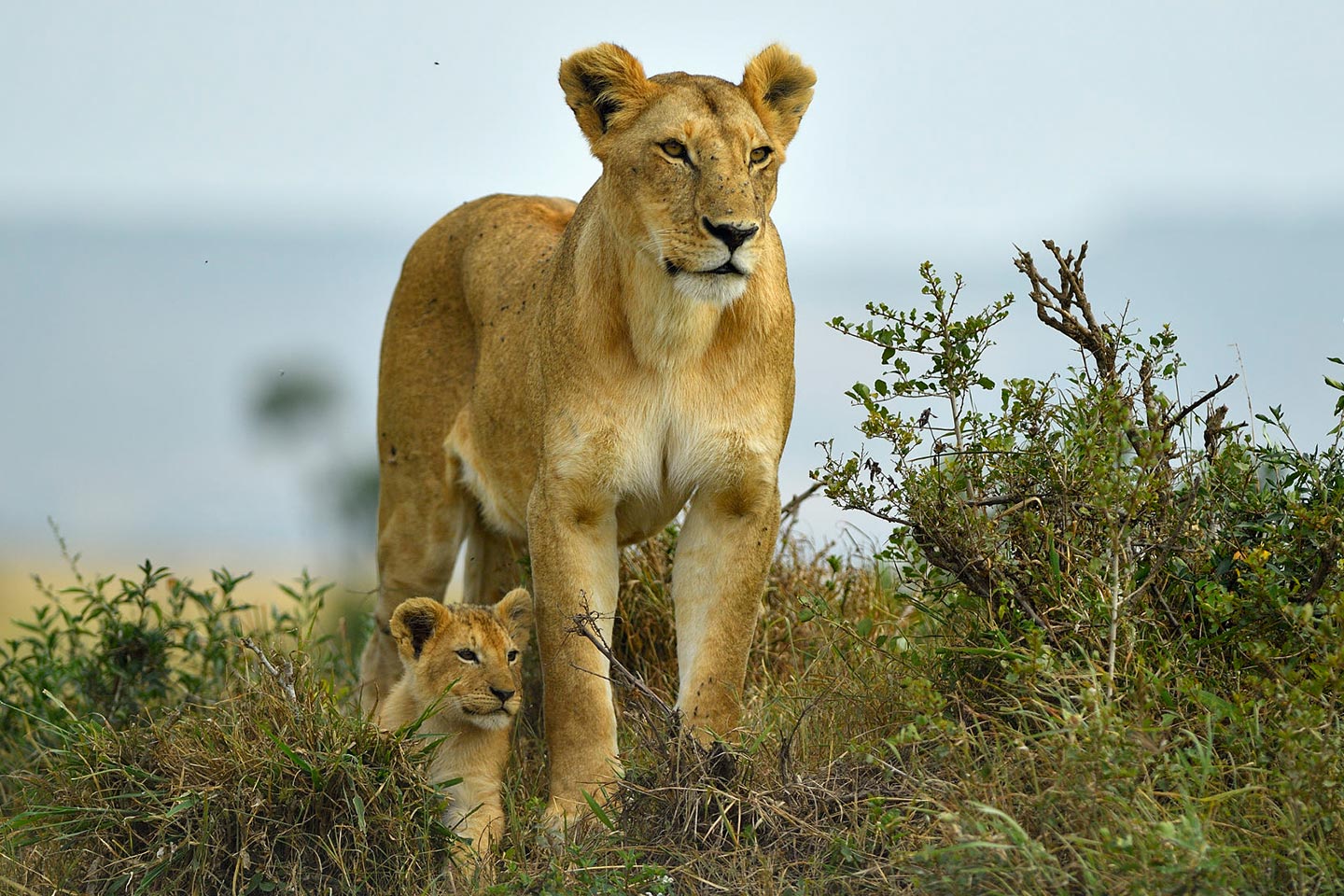Wildlife Tours Uganda | Explore the Pearl of Africa