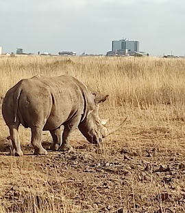 1-Day Nairobi national park & Giraffe center tour- All inclusive safari adventure