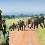 Top-Rated Uganda Safari Tours for American Tourists