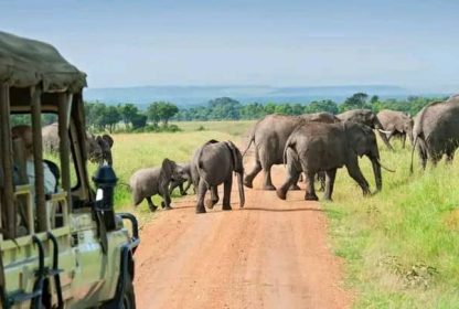 Top-Rated Uganda Safari Tours for American Tourists