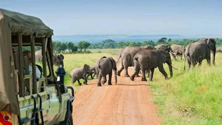 Top-Rated Uganda Safari Tours for American Tourists