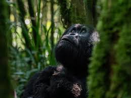 Bwindi Impenetrable National Park Gorilla Trekking