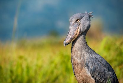 Shoebill Uganda Tours-Mabamba and Beyond