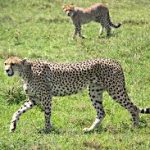 Primate Safaris Uganda