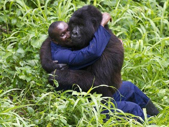 4 Days Gorilla Habituation Experience – Full Day with Gorillas