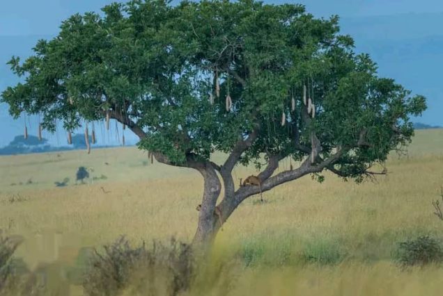 10 Days Uganda Wildlife Safari-Murchison Falls, Gorilla Trekking