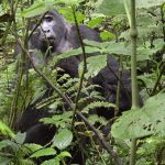 Uganda Safari Itinerary – 7 Days (Gorillas, Chimpanzees & Wildlife)