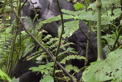 Uganda Safari Itinerary-7 Days (Gorillas, Chimpanzees & Wildlife