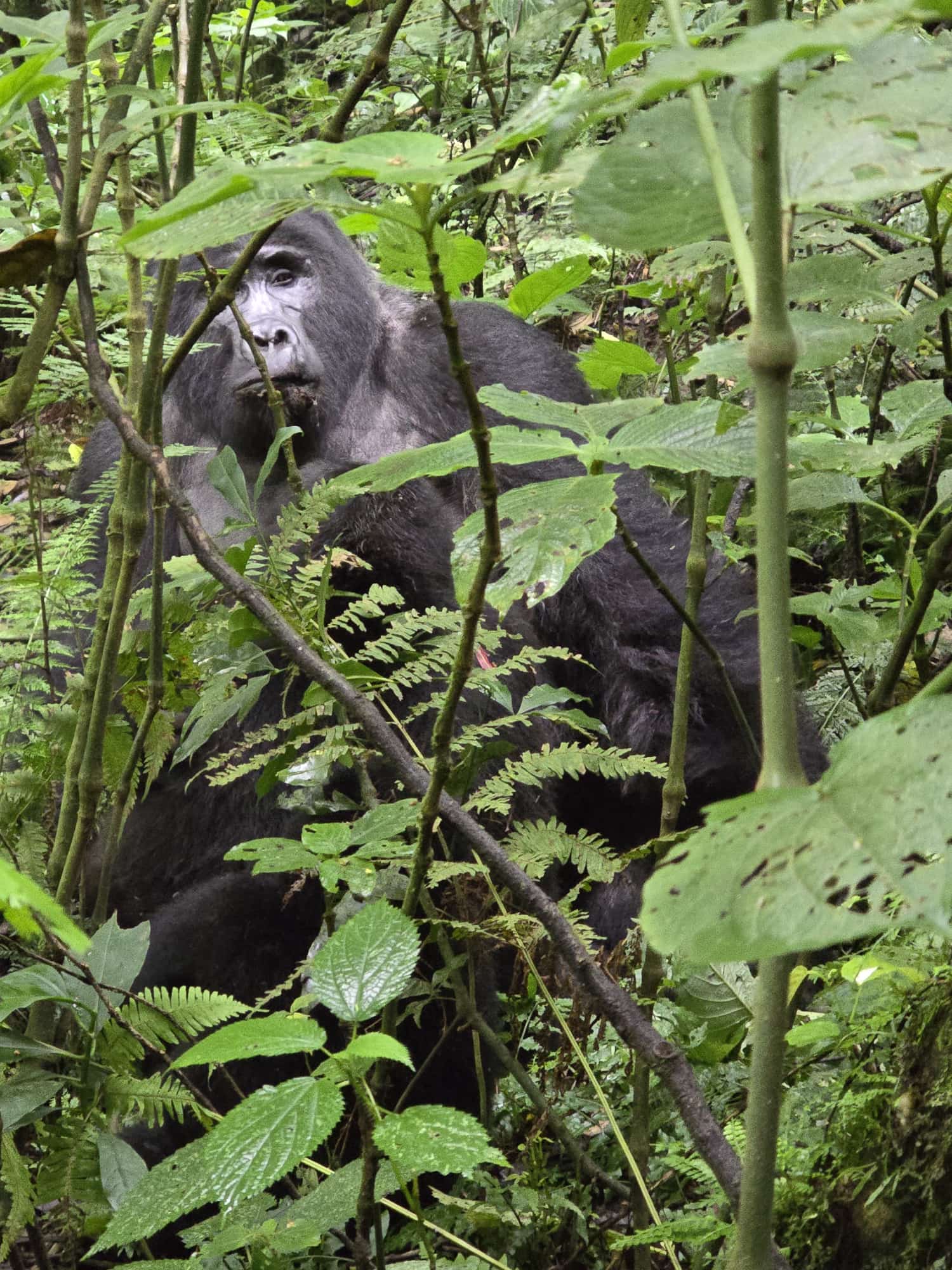 Uganda Safari Itinerary – 7 Days (Gorillas, Chimpanzees & Wildlife)