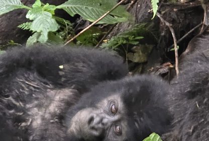 Uganda Gorilla Trekking vs Rwanda-Which Is Better?