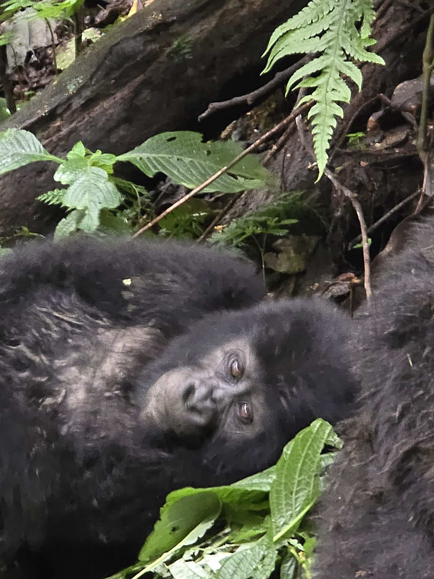 Uganda Gorilla Trekking vs Rwanda