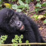 Uganda Safari Packages-The Ultimate Guide to Gorilla Trekking