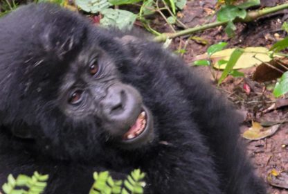 Uganda Safari Packages-The Ultimate Guide to Gorilla Trekking