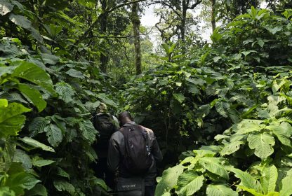 Luxury vs Budget Gorilla Safari Uganda-Which One Is Right for You