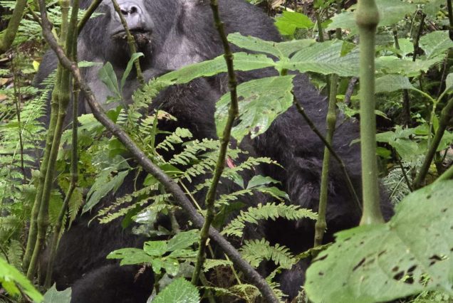 20 Days Uganda Grand Circle Safari – Wildlife, Gorillas & Big Five