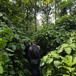 What Does Gorilla Trekking in Uganda Really Feel Like?