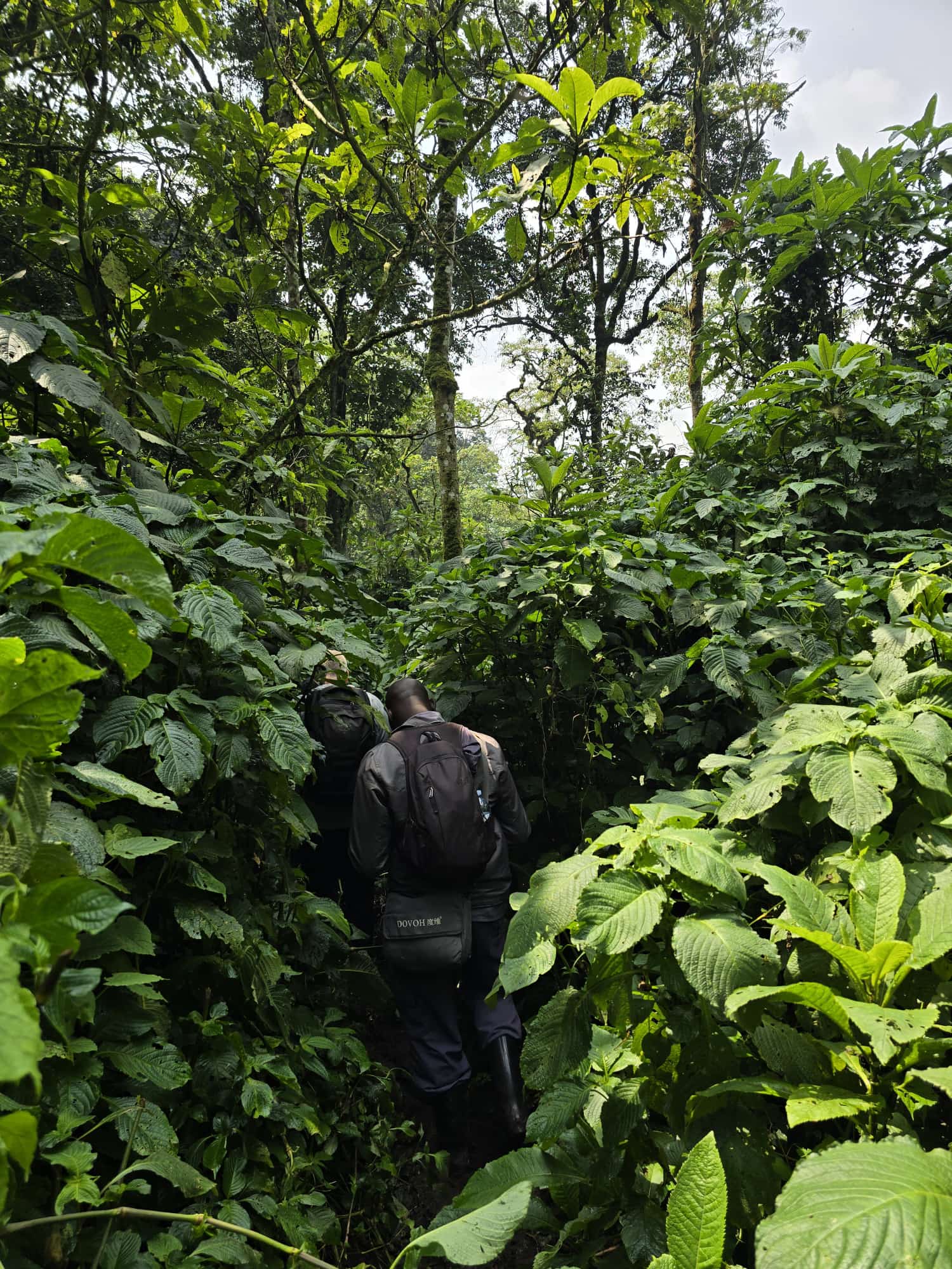What Does Gorilla Trekking in Uganda Really Feel Like?