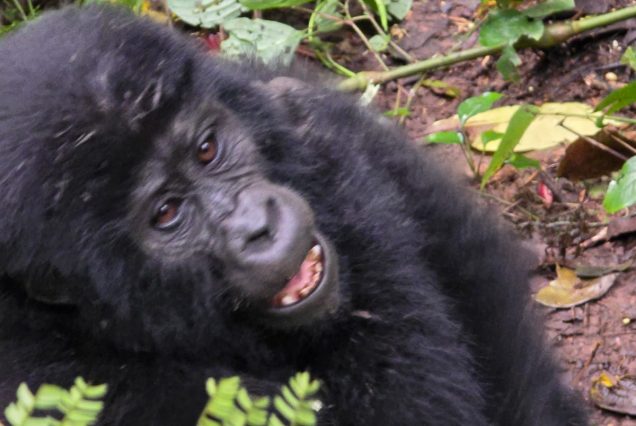 20 Days Uganda Grand Circle Safari – Wildlife, Gorillas & Big Five