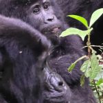 Gorilla Trekking vs Chimpanzee Tracking in Uganda