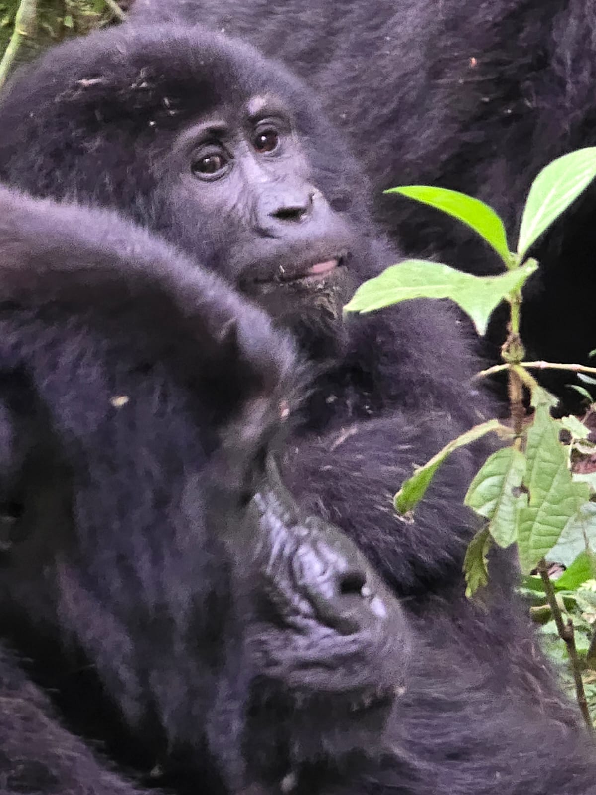 Gorilla Trekking vs Chimpanzee Tracking in Uganda