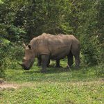Big five animals