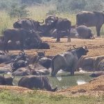 What Is Included in a Uganda Safari Price? A Complete Guide