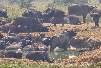 What Is Included in a Uganda Safari Price? A Complete Guide