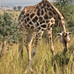 Is Uganda Safe for Tourists? A Complete & Honest Travel