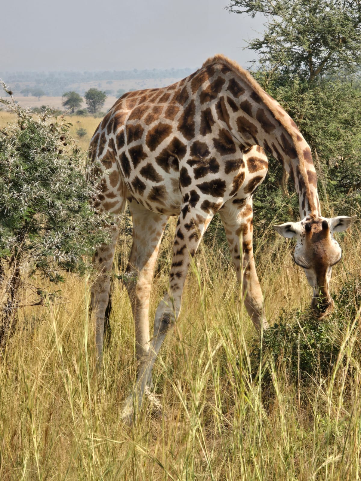 Is Uganda Safe for Tourists? A Complete & Honest Travel