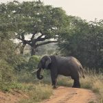 Uganda Safari on a Budget: How to See Uganda Without Overspending