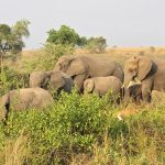 Uganda Family Safari: Is Uganda Suitable for Children?