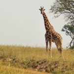 Uganda Safari: 3, 5, 7, 10 or 14 Days?