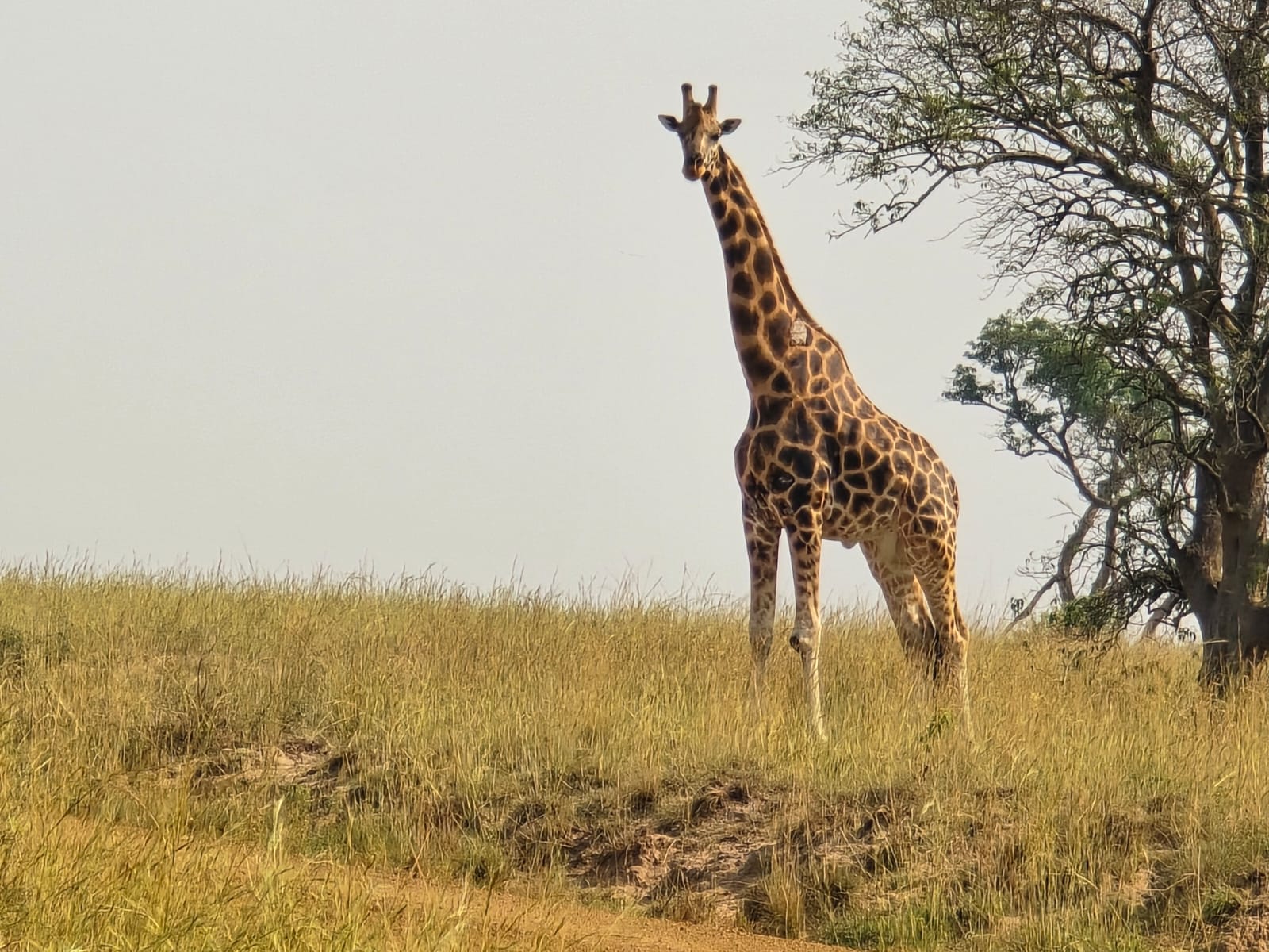 Uganda Safari: 3, 5, 7, 10 or 14 Days?