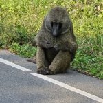 Uganda Safari Month-by-Month Guide: Best Time to Visit Uganda