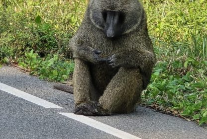 Uganda Safari Month-by-Month Guide: Best Time to Visit Uganda