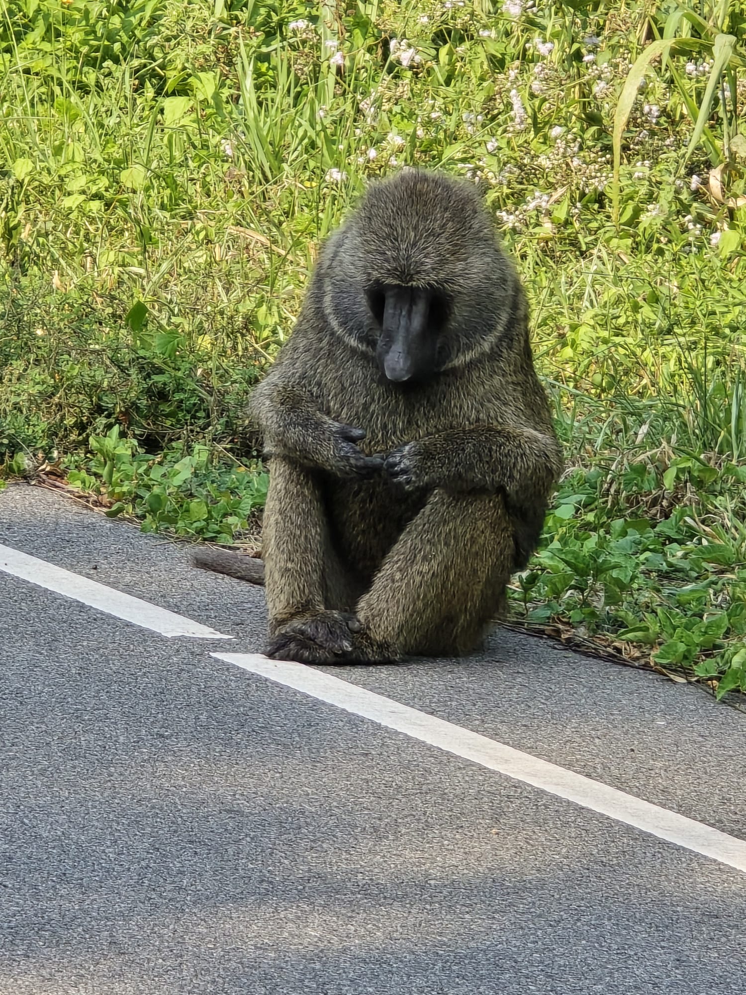 Uganda Safari Month-by-Month Guide: Best Time to Visit Uganda