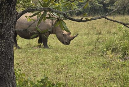 Ziwa Rhino Sanctuary: A Great Stop on Your Uganda Safari