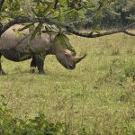 Uganda Big 5 Safari-Where to Spot Them and Best Times