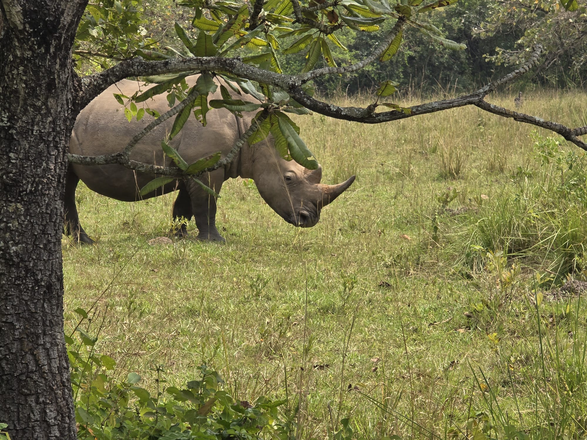 Uganda Big 5 Safari-Where to Spot Them and Best Times