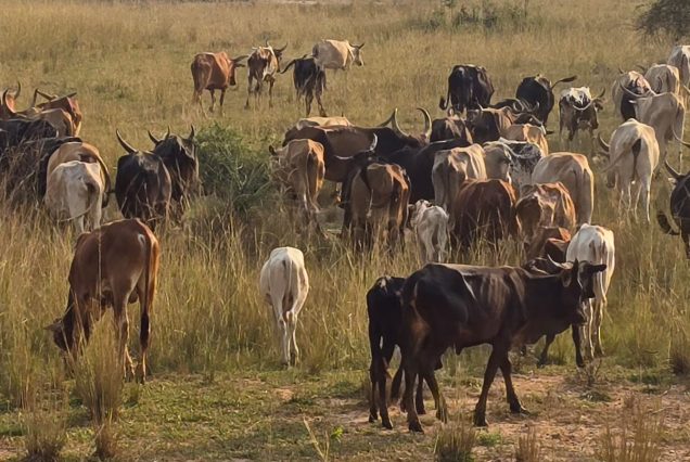 20 Days Uganda Grand Circle Safari – Wildlife, Gorillas & Big Five