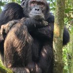 Chimpanzee Tracking in Kibale Forest: A Complete Guide for Travelers