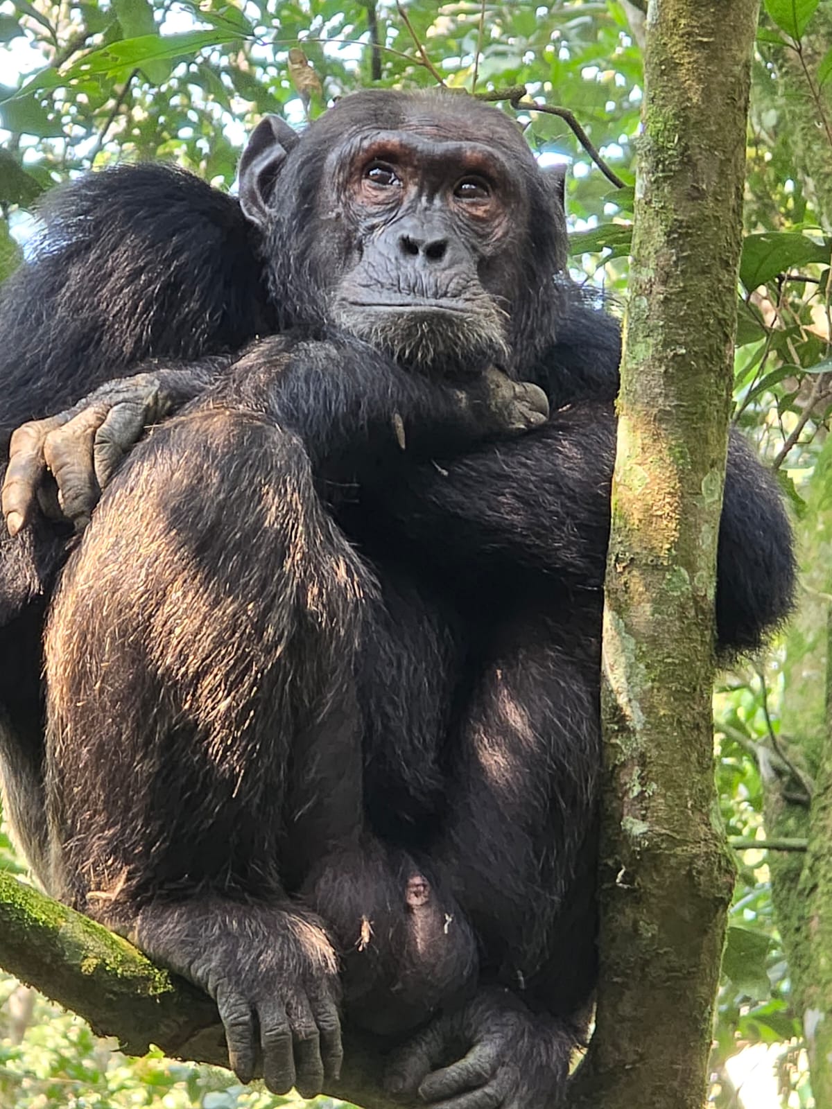 Chimpanzee Tracking in Kibale Forest: A Complete Guide for Travelers