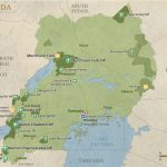 How to Get Gorilla Permits in Uganda-Insider Tips for 2026