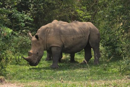 Top Wildlife Safari Activities in Uganda