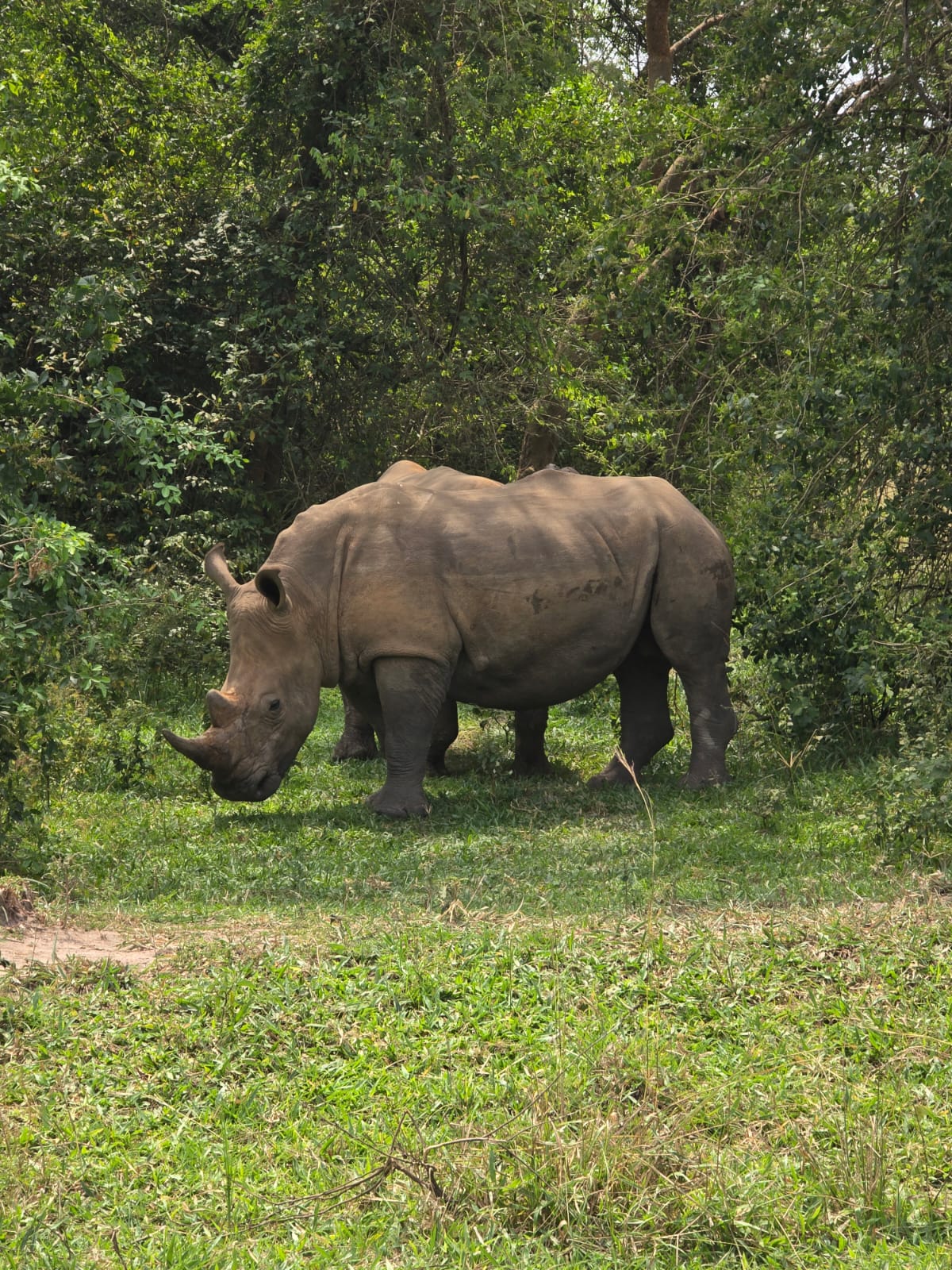 Top Wildlife Safari Activities in Uganda