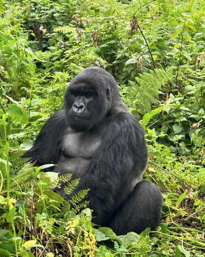Gorilla Permits Uganda Explained: Everything You Need to Know