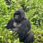 How to Plan a Classic Uganda Wildlife Safari